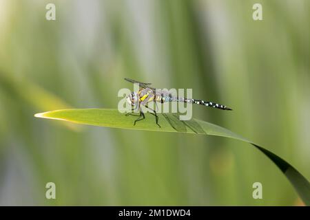 Ein Migrant Hawker Dragonfly, der auf Pflanzenblättern sitzt Stockfoto