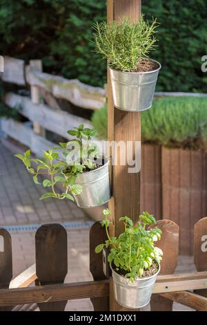 Kräutertöpfe mit frischen kulinarischen Kräutern, die an einem Holzpfahl befestigt sind Stockfoto