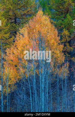 Herbstfarbene Aspen oder bebende Aspen (Populus tremuloides), Gran Paradiso Nationalpark, Aosta, Italien, Europa Stockfoto