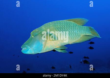 Large Napoleon Wrasse Cheilinus undulatus) schwimmt durch das offene blaue Meer über Korallenriff, Pazifik, Mikronesien, Ozeanien Stockfoto