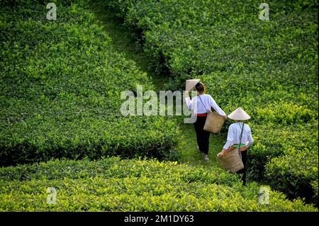 Tea Hill In Long Coc Stockfoto