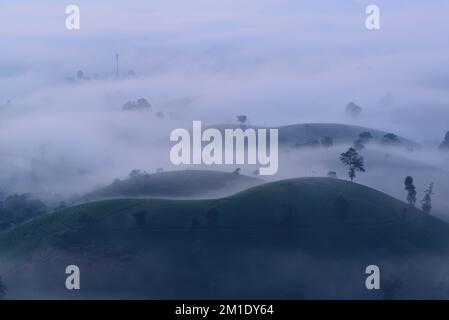 Long Coc Green Tea Hill Stockfoto
