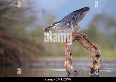 Grünreiher (Butorides striata atricapillus) mit einem Fisch im Schnabel, Provinz KwaZulu Natal, Südafrika Stockfoto