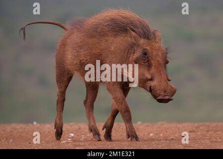 Savanna Warthog (Phacochoerus africanus), Provinz KwaZulu Natal, Südafrika Stockfoto