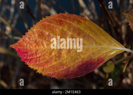 Ein separates trockenes Blatt der Herbstzeit Stockfoto
