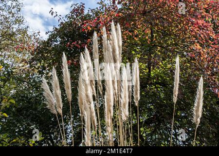 Allgemein bekannt als Pampasgras (Cortaderia selloana), in der Aussicht Stockfoto
