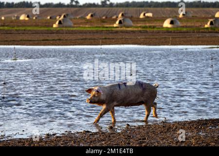 Freilandschweine Sutton Heath Suffolk UK Stockfoto