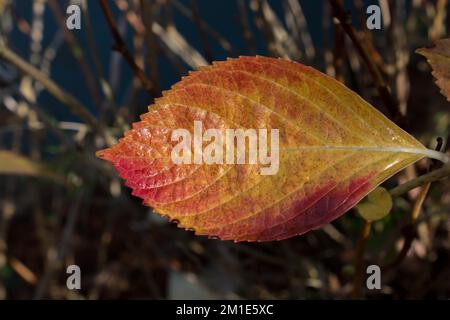 Ein separates trockenes Blatt der Herbstzeit Stockfoto