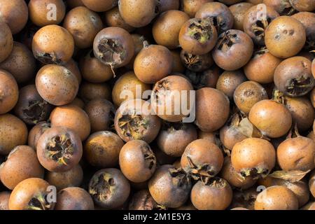 Frisch gepflückte reife Mispel (mespilus germanica)-Fruchtarten Stockfoto