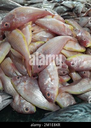 Fisch, viele getrocknete Fische an einem Seil auf dem Markt, Sardinen Fische in der Markthalle in der Altstadt von Loule an der Algarve von Portugal in Europa, Fish Stockfoto