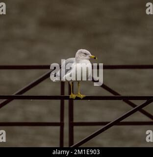 Eine Nahaufnahme einer Möwe auf einem Metallgeländer nach dem Regen Stockfoto