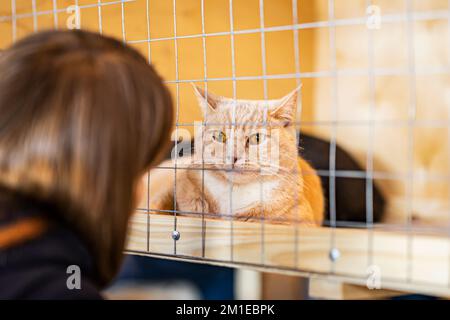 Die einsame rote Katze im Käfig des Heims mit einem traurigen, wartenden Besitzer, sieht die Besucher mit Hoffnung an Stockfoto