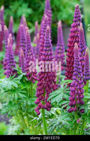 Lupinus 'Meisterwerk', Lupinen 'Meisterwerk', dauernd, Stacheln von rot-violetten Blumen, kleiner orangefarbener Fleck auf den Standards Stockfoto