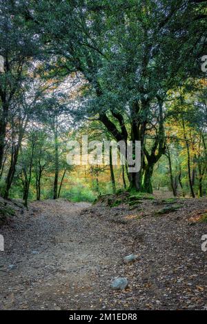 Die Sonne scheint durch eine majestätische grüne Eiche im Wald Stockfoto