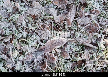 Frostige Eiche und süße Kichernussblätter auf dem Waldboden im Winter. UK Stockfoto