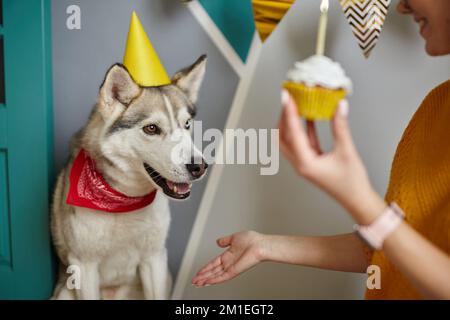 Eine Frau gratuliert dem Hund zum Geburtstag, der Hund gibt Pfote Stockfoto