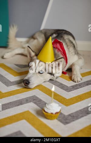 Ein Geburtstagshund liegt auf dem Boden und sieht den Geburtstagskuchen mit einer Kerze an Stockfoto