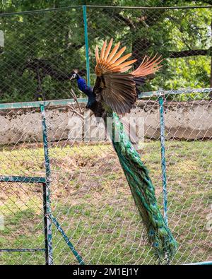 Ein vertikales Bild eines indischen Pfannkuhbaums, Pavo Cristatus, der auf einen Zaun springt. Stockfoto