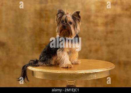Portrait des yorkshire Terrier sitzt auf Retro-Oldtimer-Tisch Stockfoto