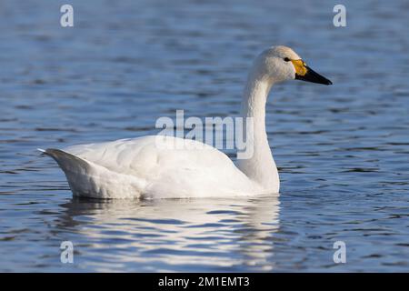 Bewicks Schwan auf dem Wasser Stockfoto