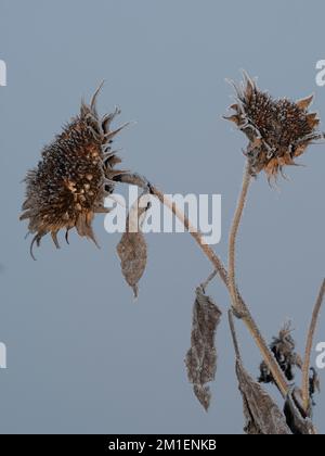 Zwei aufrechte verwelkte Sonnenblumen mit Glasur und einem kühlen Hintergrund Stockfoto