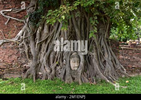 Ein Blick auf den Statuenkopf des Lord Buddha befindet sich auf den wachsenden banyan-Baumwurzeln im historischen Park Ayutthaya, Thailand Stockfoto