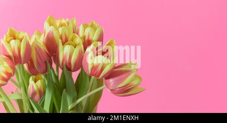 Tulpen gelb-rot auf pinkfarbenem Hintergrund. Banner horizontal Stockfoto