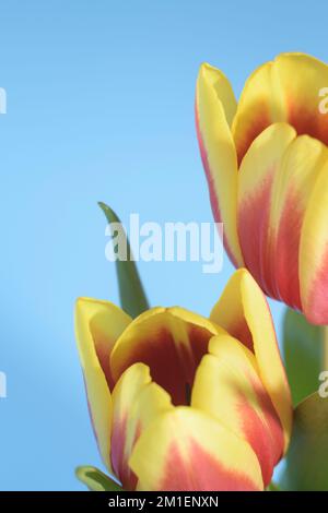 Gelb-rote Tulpen mit heller Unschärfe auf blauem Hintergrund. Karte vertikal Stockfoto