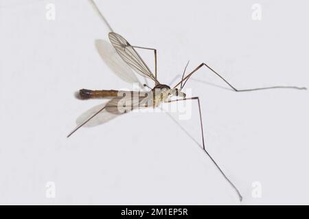 Männlicher Kran fliegt Nephrotoma cornicina. Der Familienkranich fliegt (Tipulidae) im holländischen Garten, Sommer, Juli Stockfoto