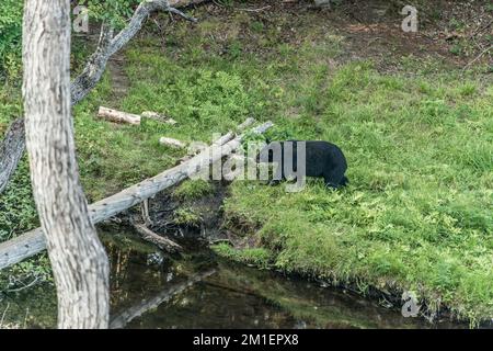 Black Bear Mutter und Baby Junge klettern in einem Baum Top Sommerzeit, Acadieville New Brunswick Kanada. Stockfoto