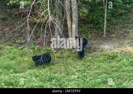 Black Bear Mutter und Baby Junge klettern in einem Baum Top Sommerzeit, Acadieville New Brunswick Kanada. Stockfoto