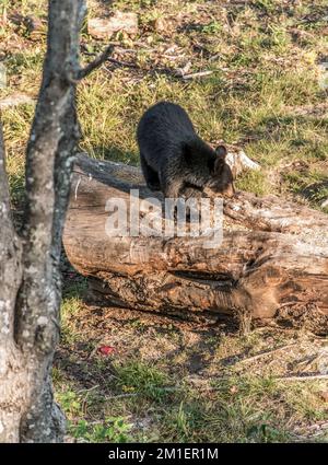 Black Bear Mutter und Baby Junge klettern in einem Baum Top Sommerzeit, Acadieville New Brunswick Kanada. Stockfoto