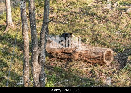 Black Bear Mutter und Baby Junge klettern in einem Baum Top Sommerzeit, Acadieville New Brunswick Kanada. Stockfoto