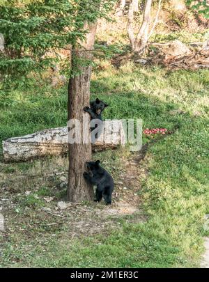 Black Bear Mutter und Baby Junge klettern in einem Baum Top Sommerzeit, Acadieville New Brunswick Kanada. Stockfoto