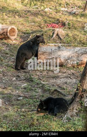 Black Bear Mutter und Baby Junge klettern in einem Baum Top Sommerzeit, Acadieville New Brunswick Kanada. Stockfoto