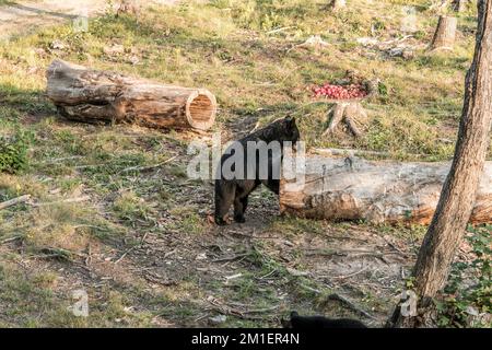 Black Bear Mutter und Baby Junge klettern in einem Baum Top Sommerzeit, Acadieville New Brunswick Kanada. Stockfoto