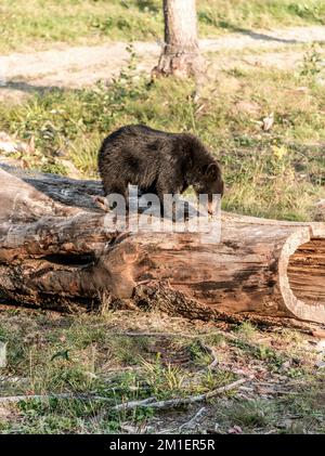 Black Bear Mutter und Baby Junge klettern in einem Baum Top Sommerzeit, Acadieville New Brunswick Kanada. Stockfoto