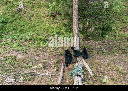 Black Bear Mutter und Baby Junge klettern in einem Baum Top Sommerzeit, Acadieville New Brunswick Kanada. Stockfoto