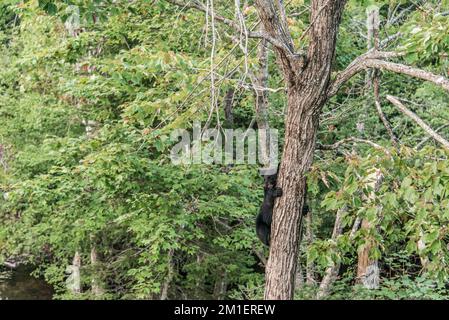 Black Bear Mutter und Baby Junge klettern in einem Baum Top Sommerzeit, Acadieville New Brunswick Kanada. Stockfoto