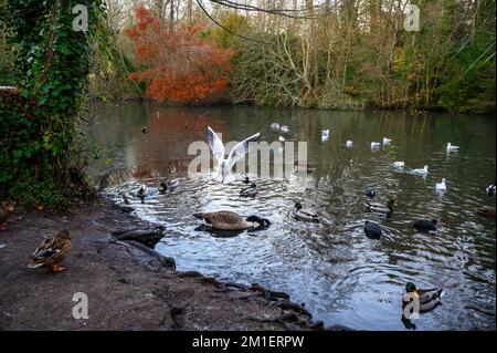 Viele verschiedene Arten von Vögeln auf einem See in dieser Winterszene. Ein kalter Wintertag in Kelsey Park, Beckenham, Kent, Großbritannien. Stockfoto