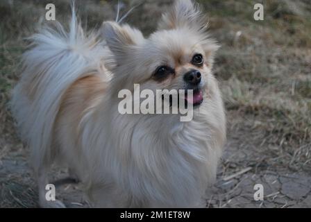 Eine Nahaufnahme eines süßen pommerischen Hundes, der in einem Garten aufblickt Stockfoto
