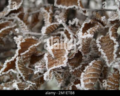 Die frostigen Blätter einer roten Buchenhecke Stockfoto