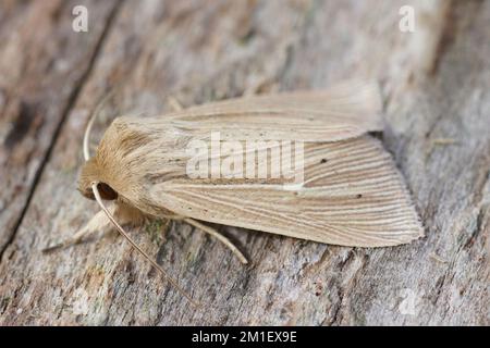 Detaillierte Nahaufnahme einer frisch entstandenen, schultergestreiften Käfermotte, Mythimna impura auf einem Stück Holz. Stockfoto