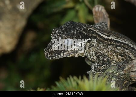 Detaillierte Nahaufnahme des Kopfes eines Gargoyle-Geckos oder eines Neukaledonischen holprigen Geckos, Rhacodactylus auriculatus Stockfoto