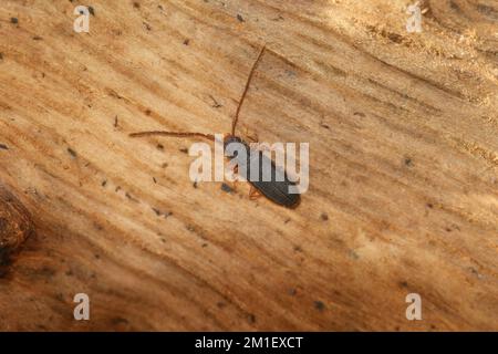 Natürliche Nahaufnahme auf einem silvanischen, flachen Rindenkäfer, Uleiota planata, auf einem Stück Holz Stockfoto