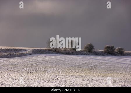 Brighton, Großbritannien. 12.. Dezember 2022. Schneebedeckte Bäume in den South Downs in Falmer, Sussex. Kredit: Steven Paston/Alamy Live News Kredit: steven paston/Alamy Live News Stockfoto