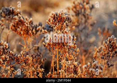 Rote Pflanzen mit Schnee und Eis bedeckt Stockfoto
