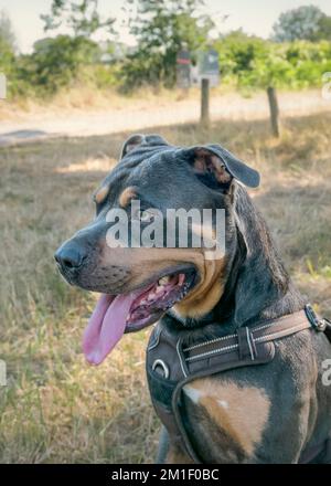 Hund - Amerikanischer Stafford. Schwarze Farbe. Porträt in der Natur Stockfoto