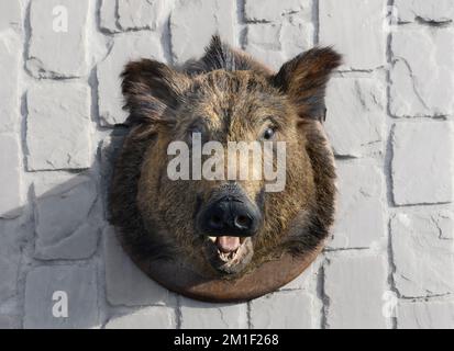 Wildschweinkopf an einer Steinmauer. Gefüllter Kopf eines Wildschweins Nahaufnahme. Textur Stockfoto