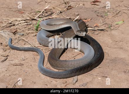 Schwarze Mamba (Dendroaspis polylepis) an einem warmen Sommertag Stockfoto